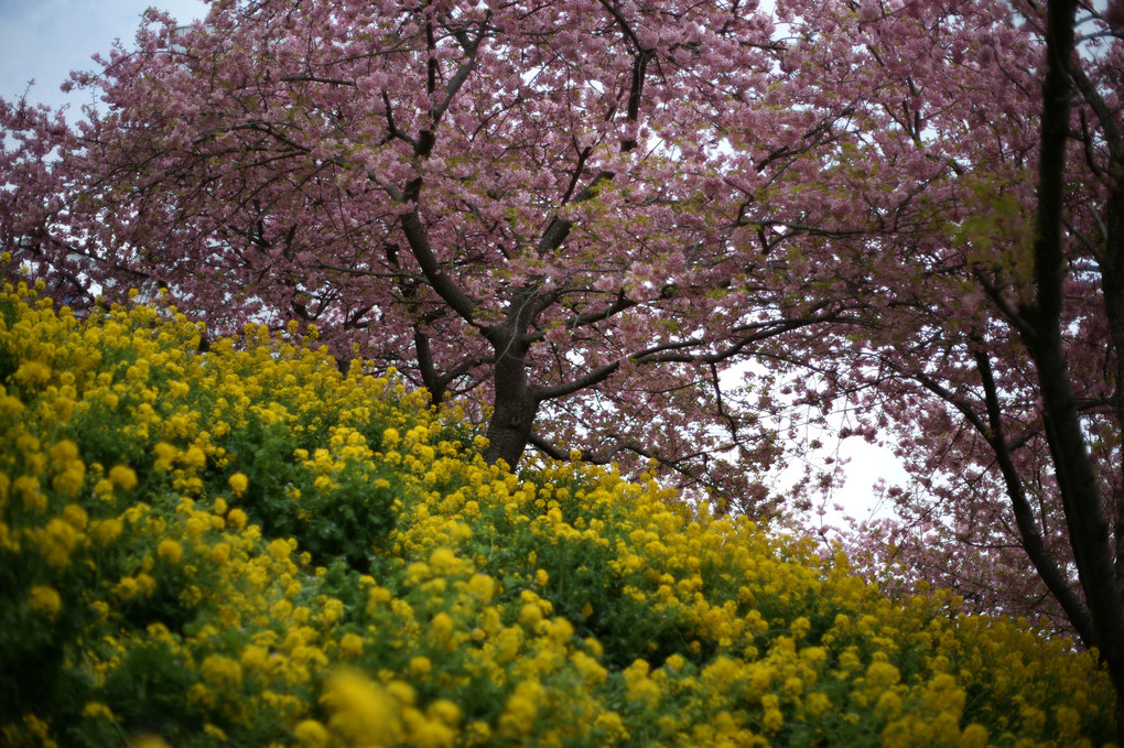 松田桜祭り再訪