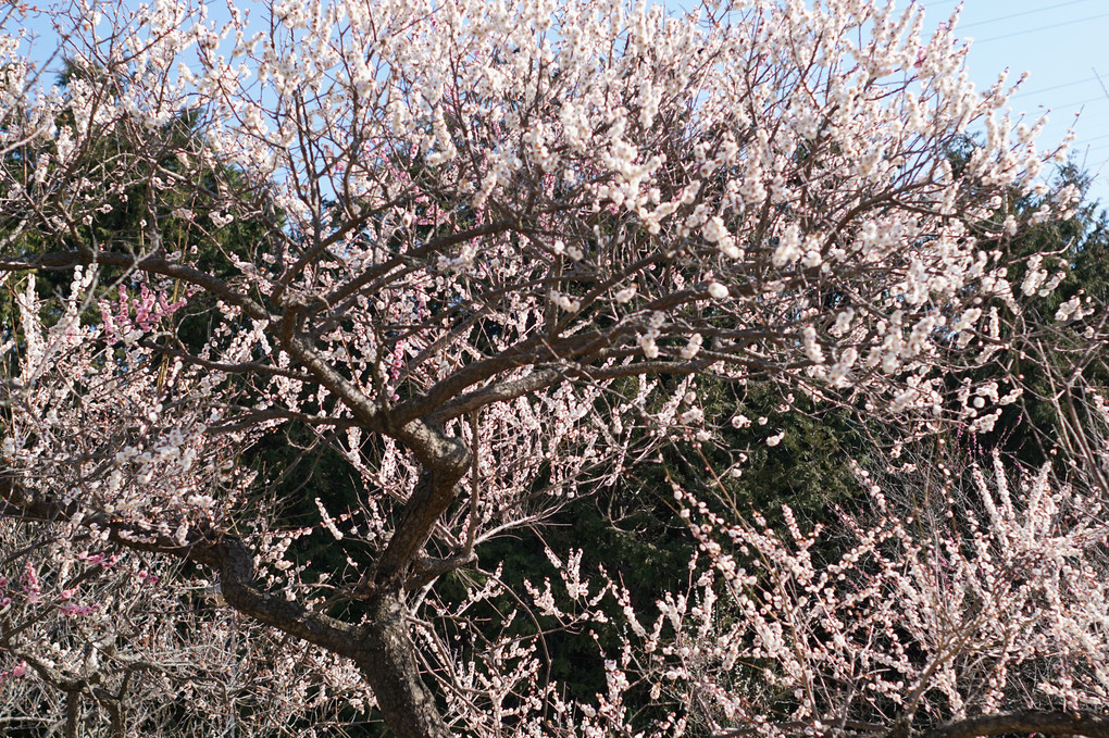 梅の花も終盤