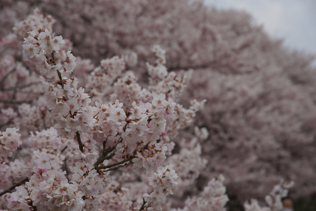 春めき桜