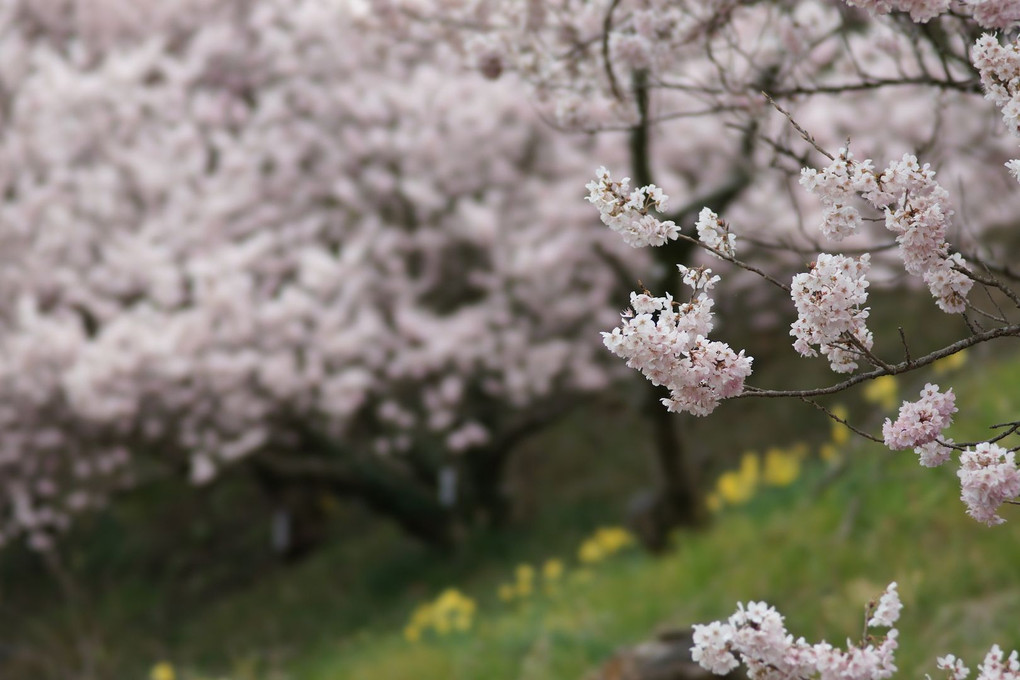 春めき桜