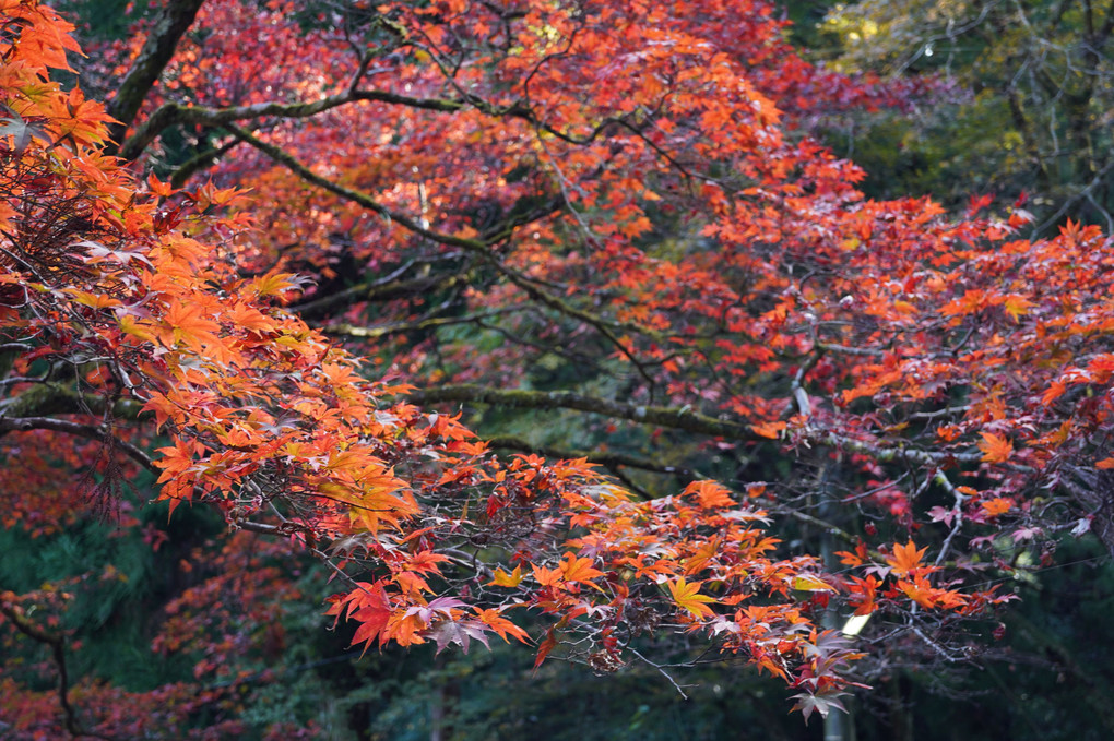 大雄山最乗寺の紅葉