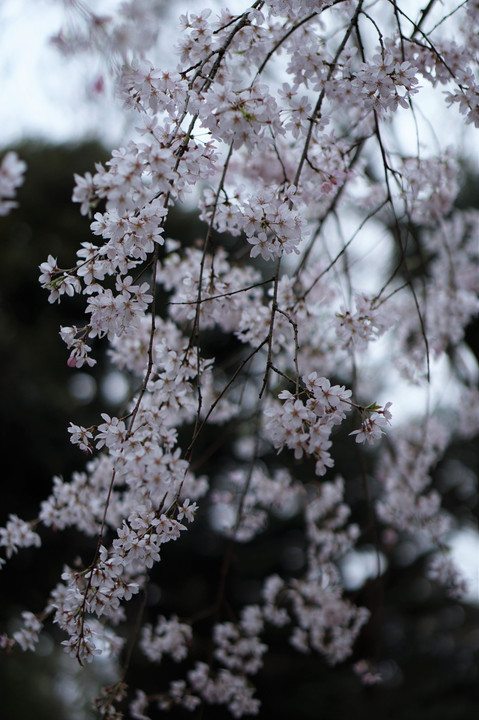 風が桜吹雪してくれたり🎶。