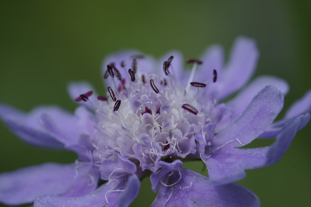 比婆山（ひばやま）の花