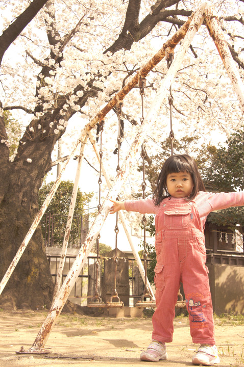 大きな桜の木の下で♪