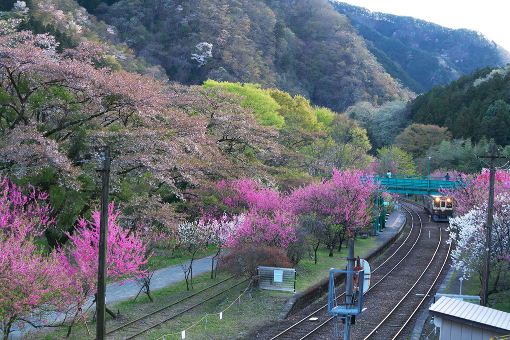 神戸駅の春