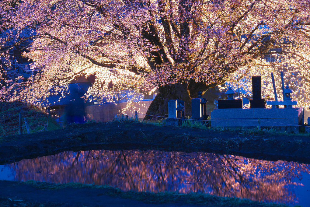 大木の天王桜