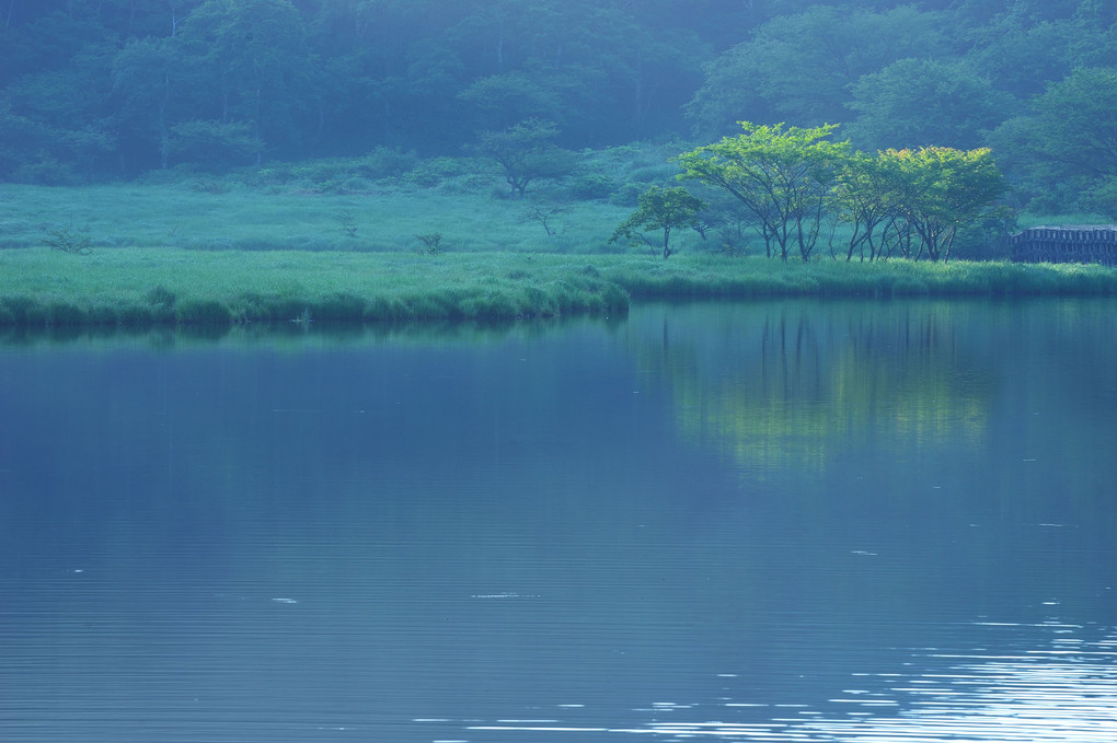 湿原の潤い