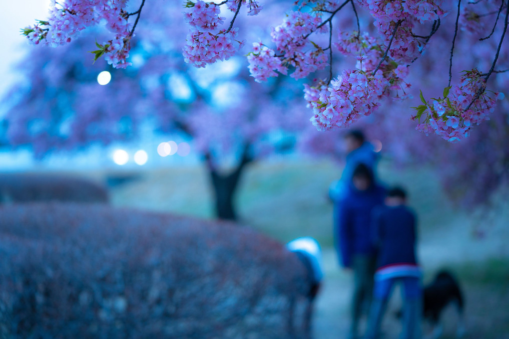 暮れ行く公園の河津桜