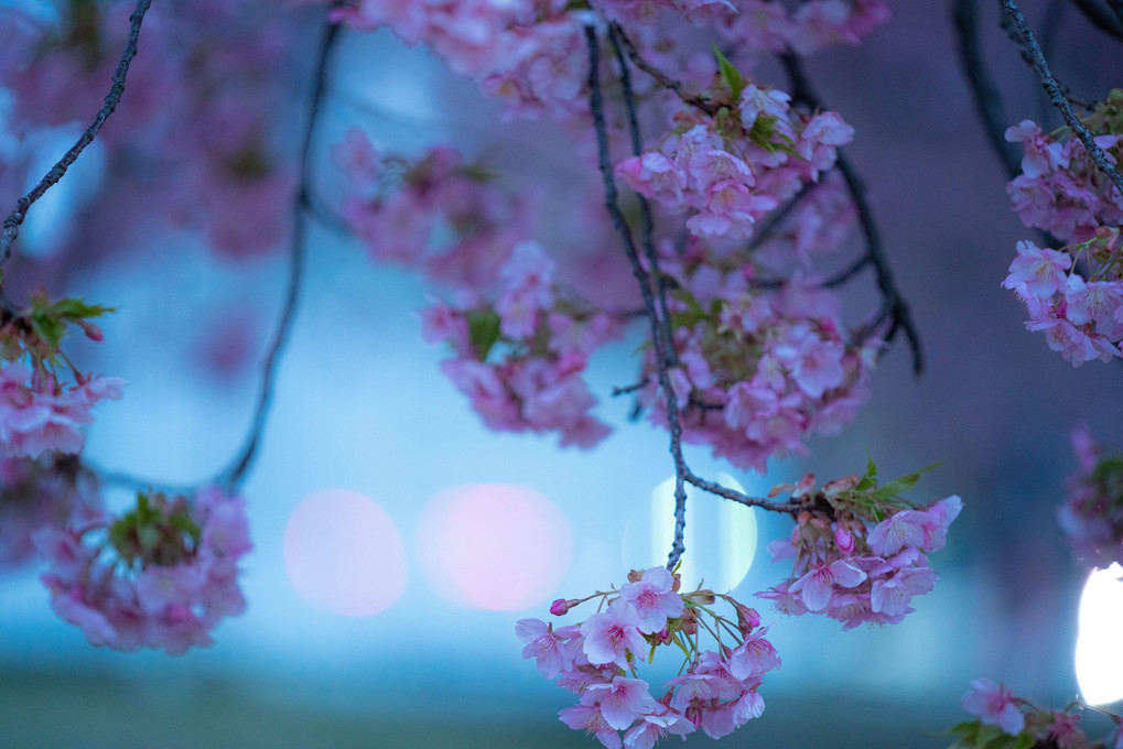 暮れ行く公園の河津桜