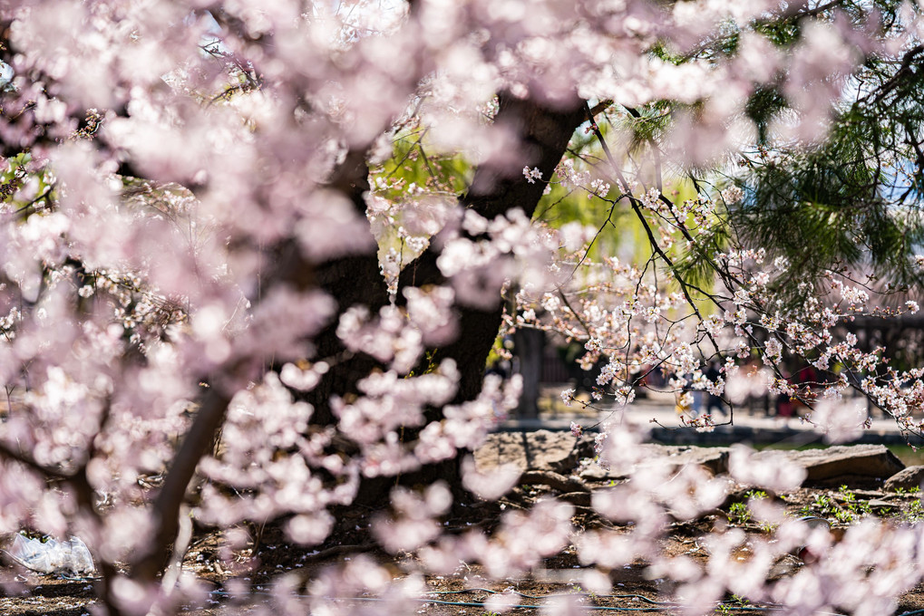 松本の誇る春