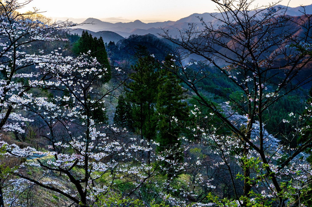 妙義山の山桜