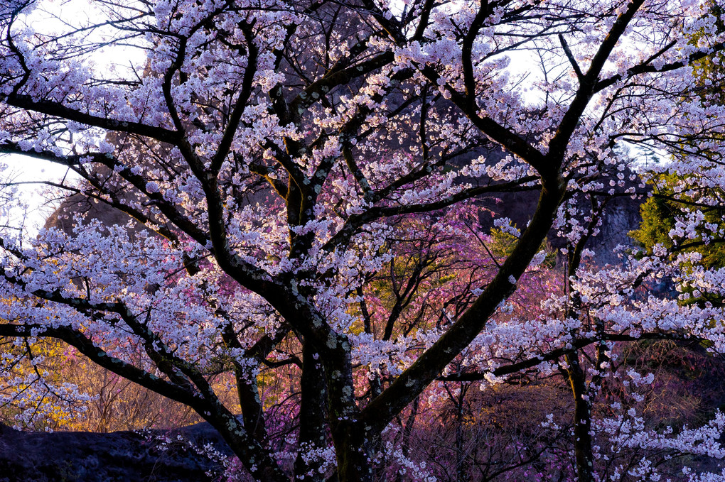 妙義山の山桜