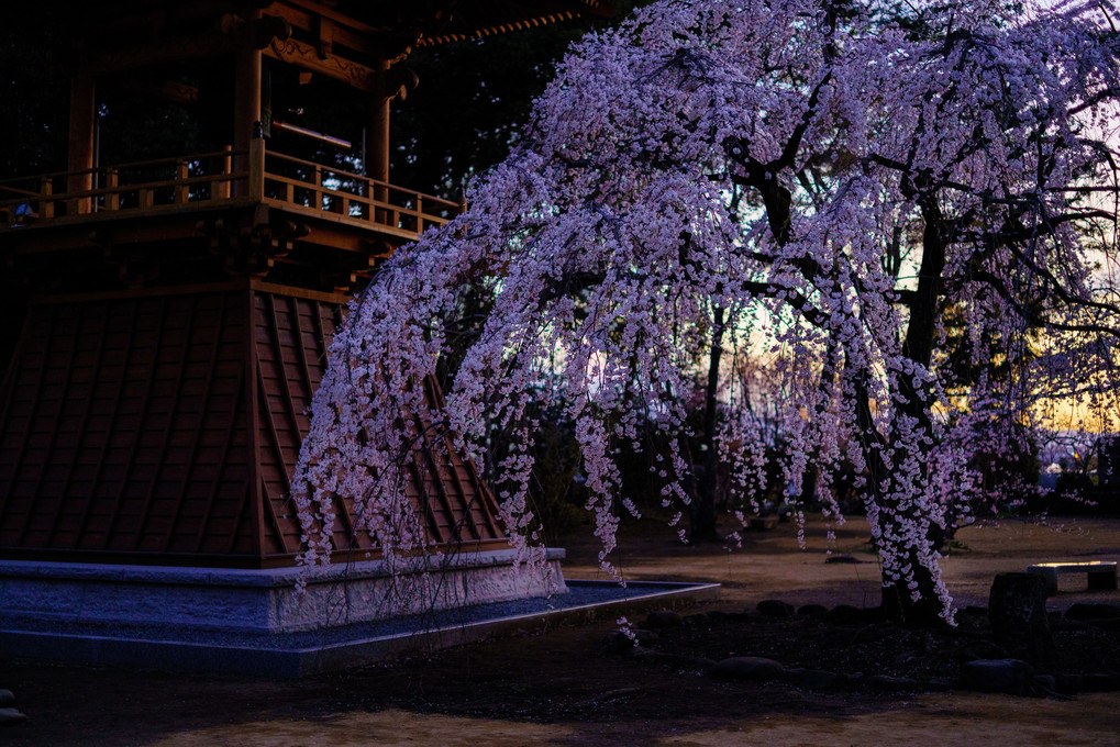寺院の枝垂れ桜
