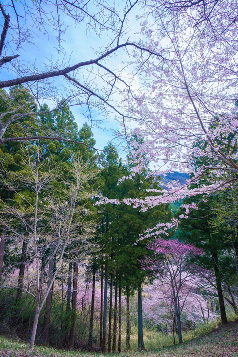 妙義山に訪れた春