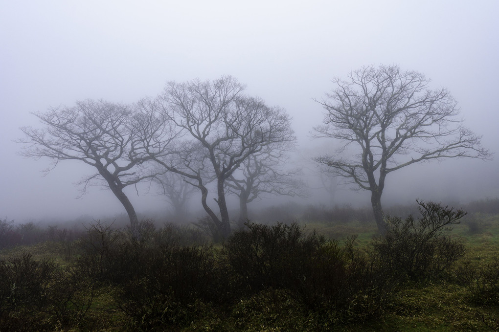 濃霧に現れる樹樹たち