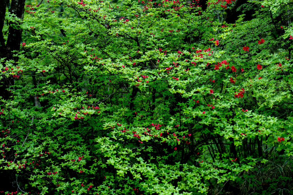 榛名山に咲いた赤い花