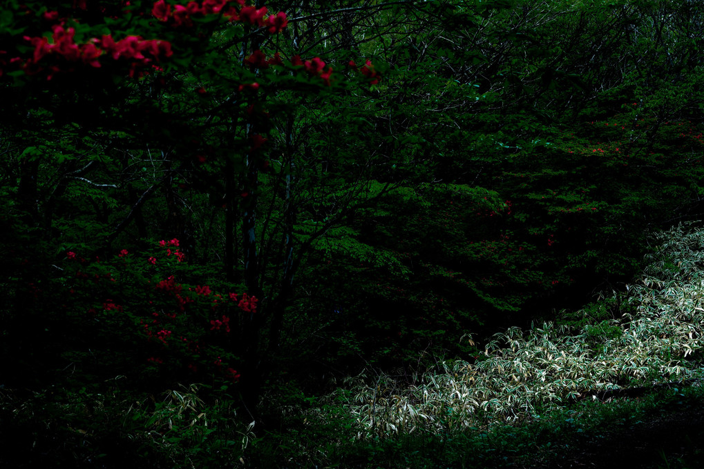 榛名山に咲いた赤い花
