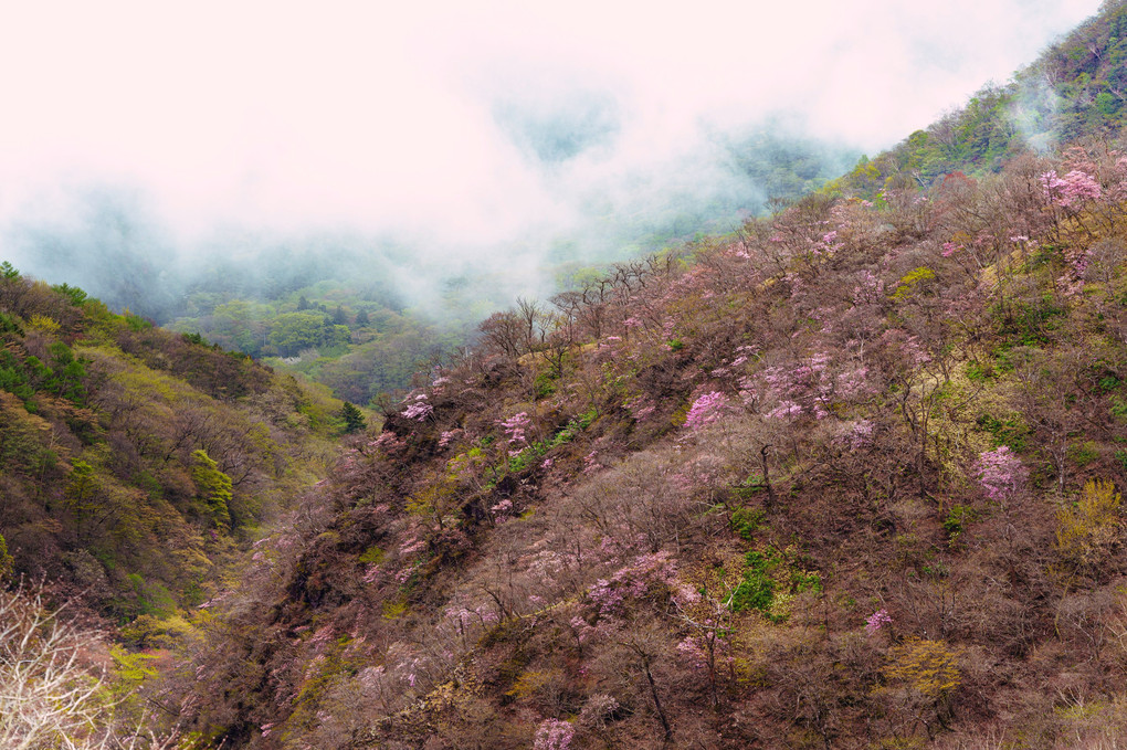 遠くに見える赤城山の春色