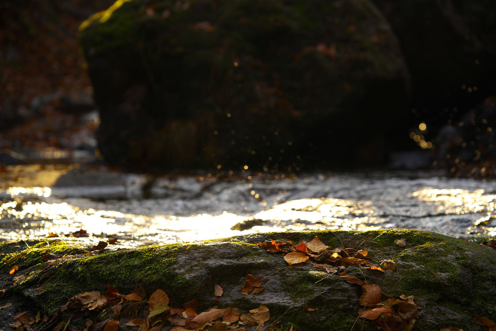 秋の水面物語