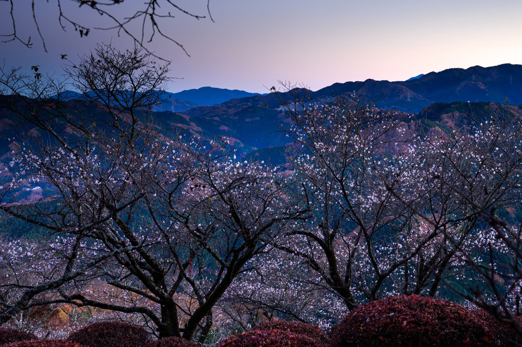 山に咲く冬桜