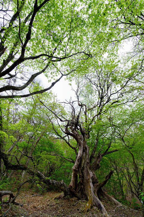 眠る赤城山