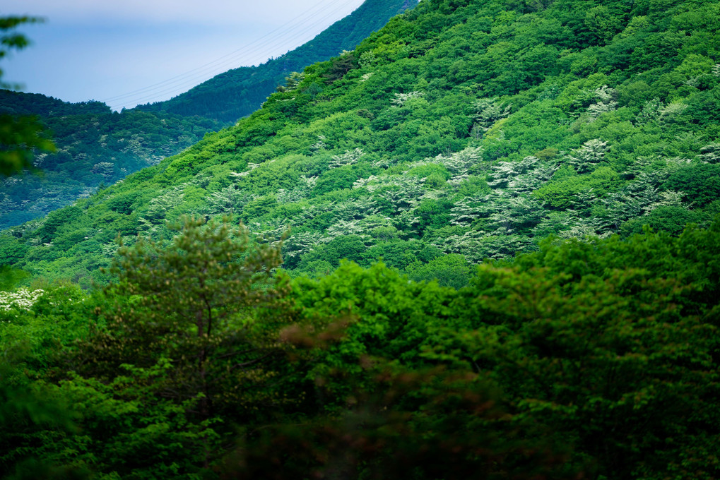 岩山からの眺望