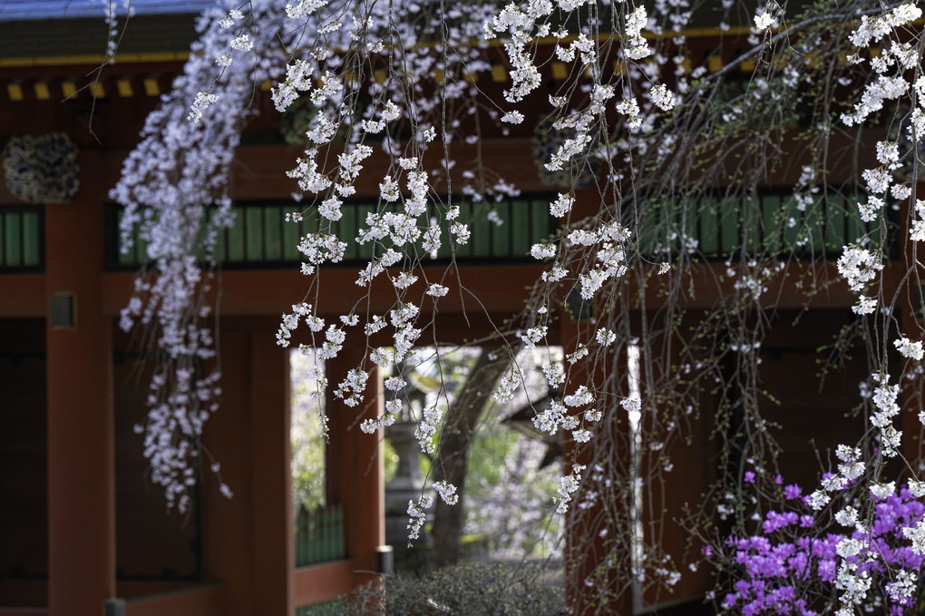 神社の枝垂れ桜