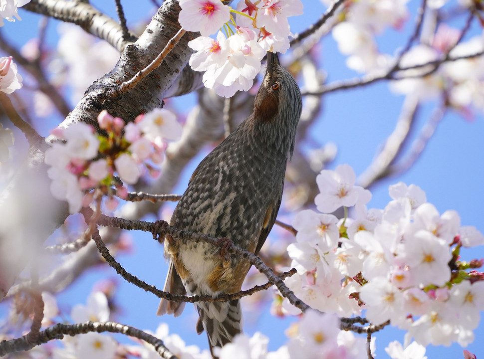 桜とヒヨドリさん　#ヒヨドリ# #桜#