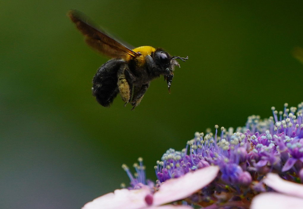 クマバチと紫陽花