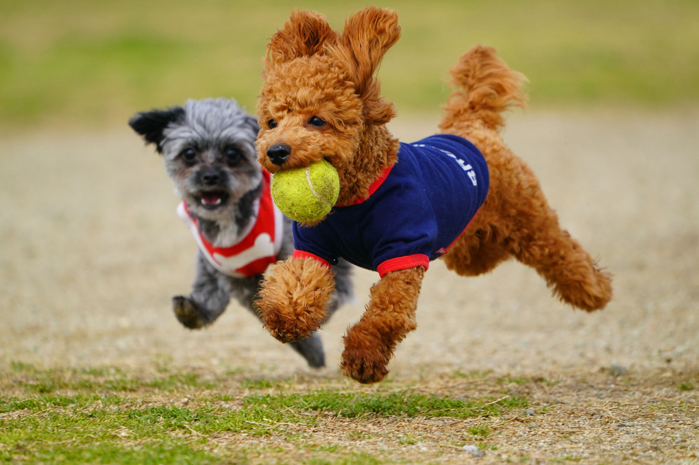 飛行犬　#犬#