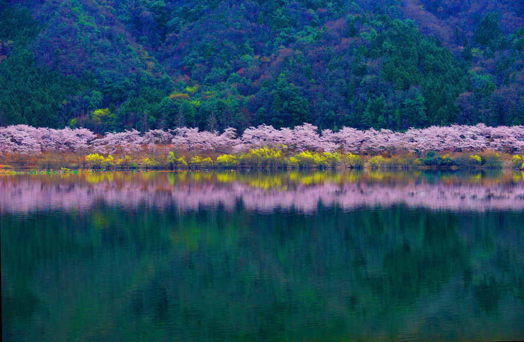湖畔桜-３