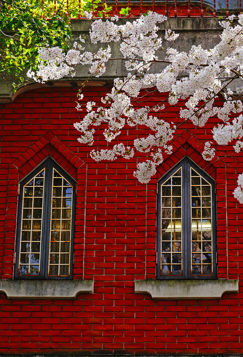 煉瓦の建物と桜