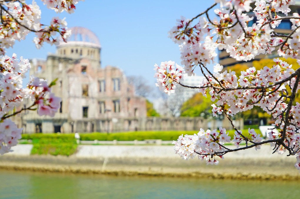 平和の春-桜咲く