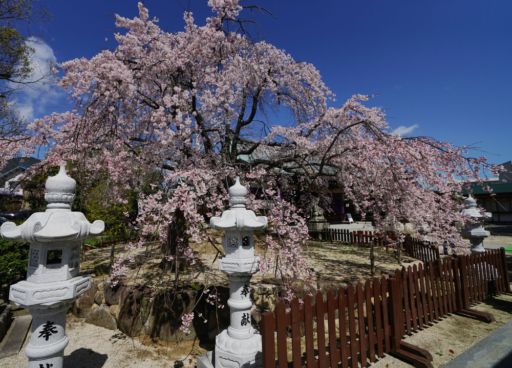 枝垂れ桜六景