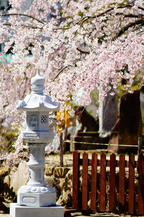 枝垂れ桜六景