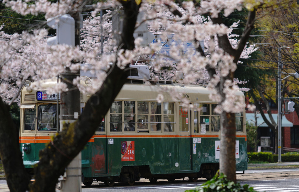 桜と路面電車と