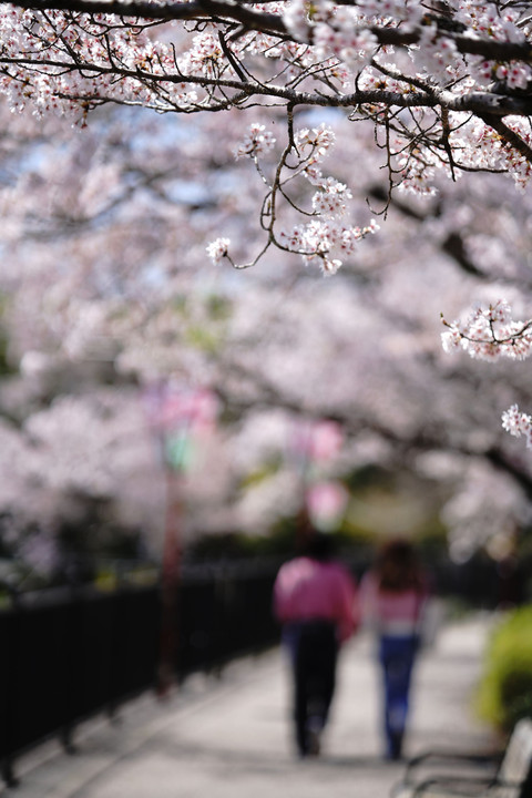 桜遊歩道-縦構図５景