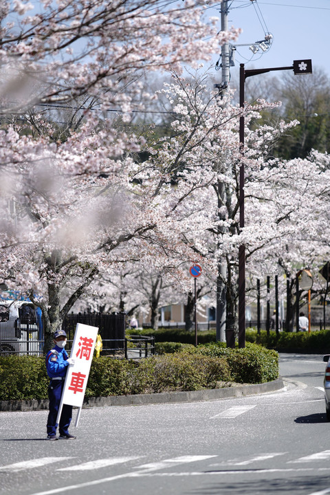 桜遊歩道-縦構図５景