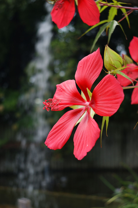 久しぶりの花撮り-５景