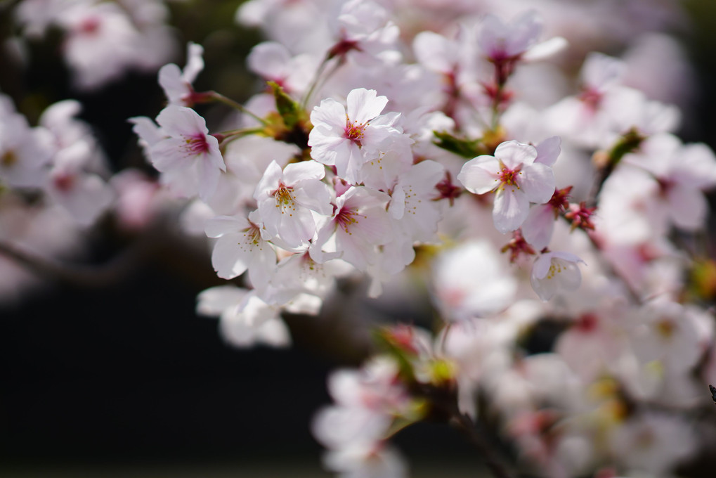 桜5景-散り始め