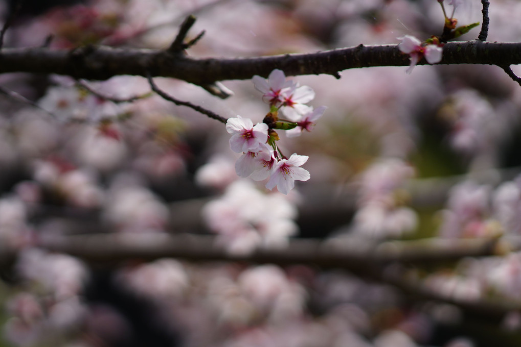 桜5景-散り始め
