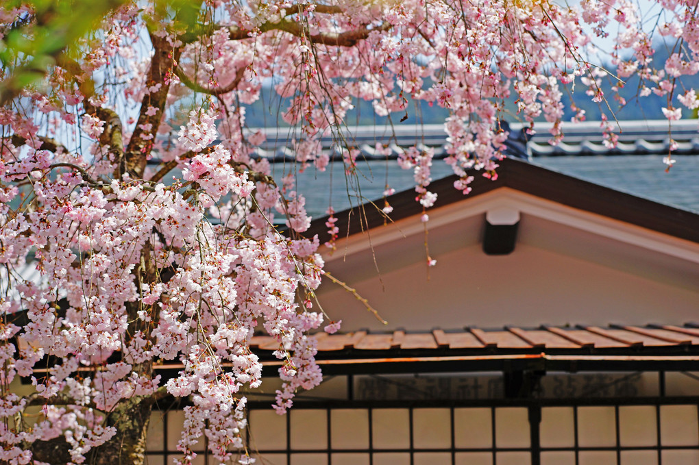 🌸枝垂れる桜ピンク🌸