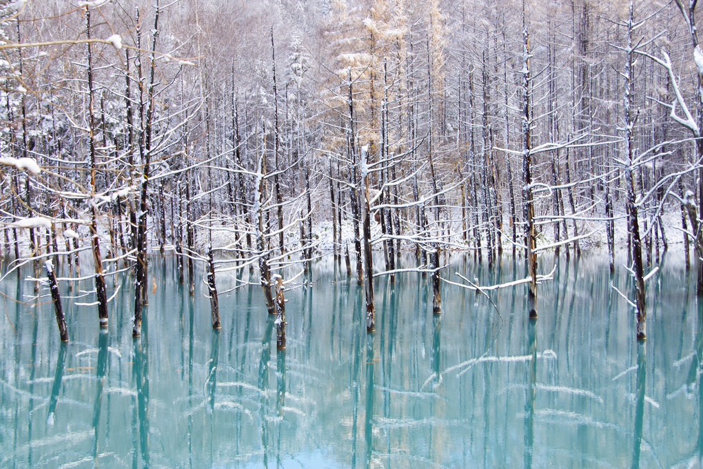 初冬の青い池　六景