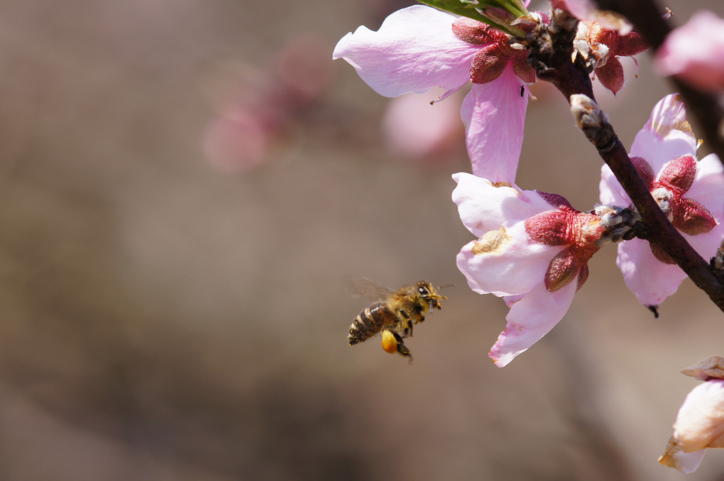 桃の花とミツバチ