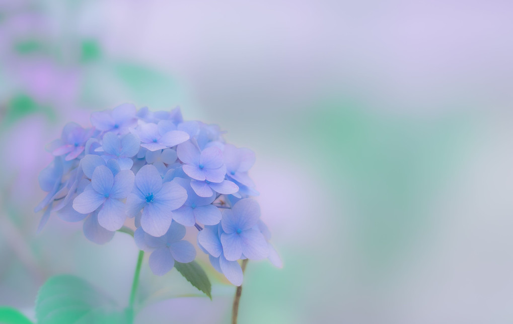 ブルー紫陽花