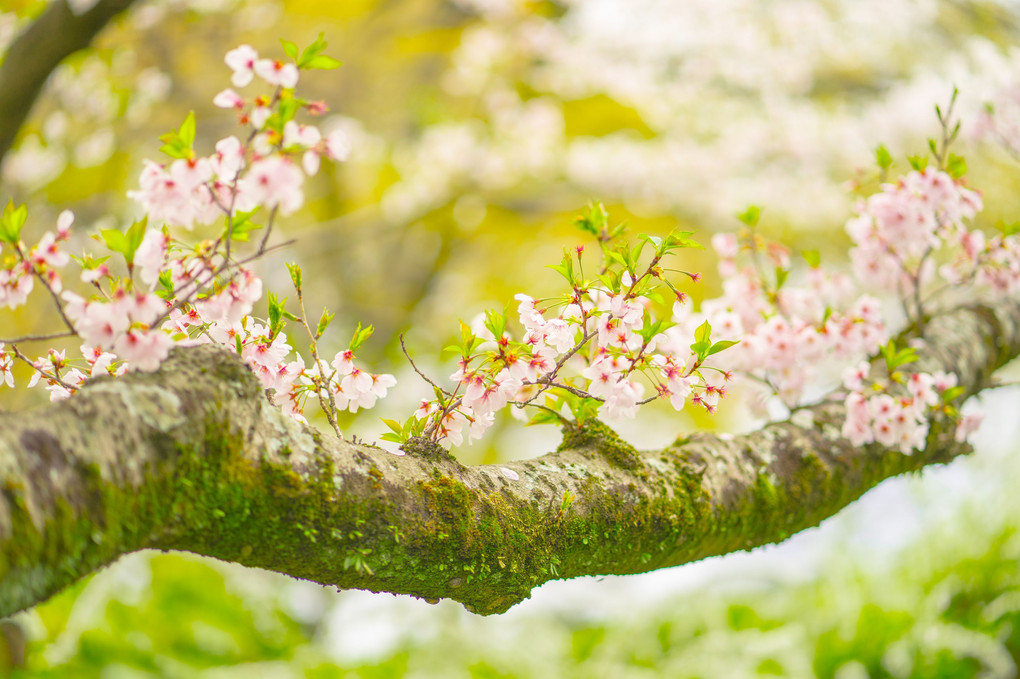 枝に桜