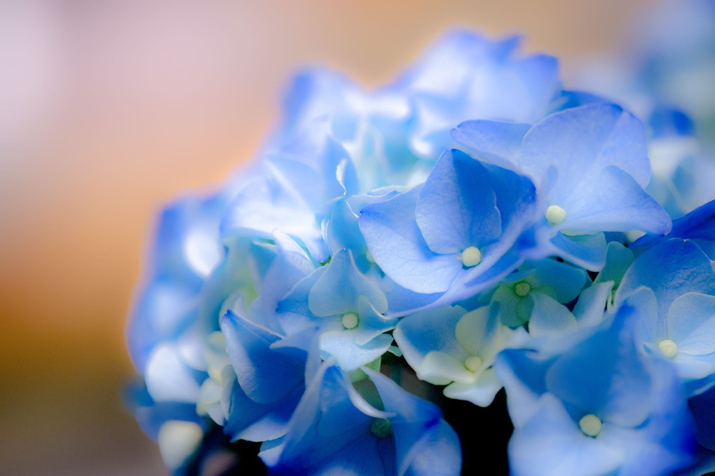 紫陽花　ブルー