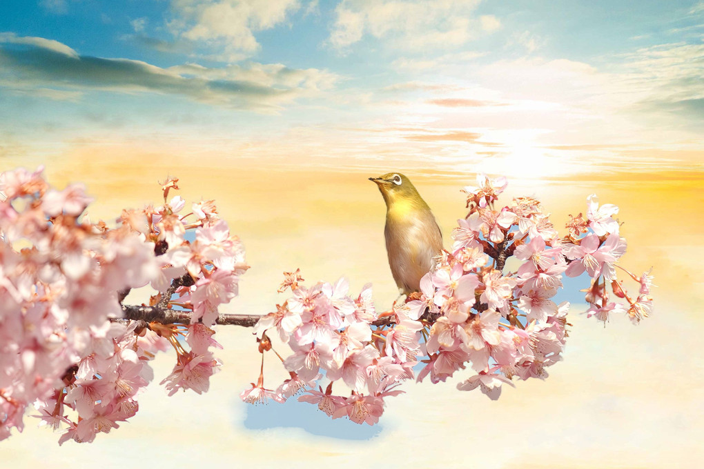 鳥さんと桜