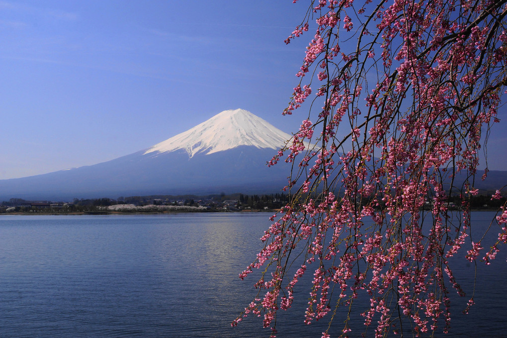 枝垂れ桜と富士