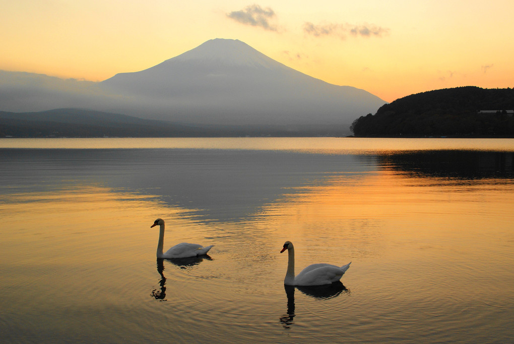 晩秋の富士と白鳥！（2景）